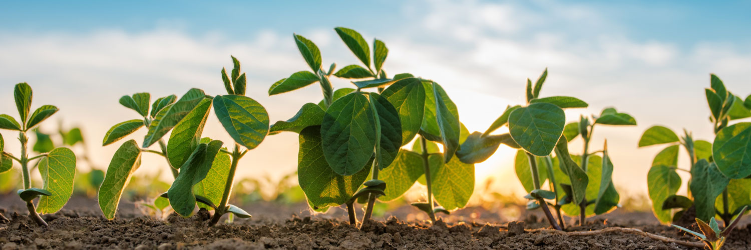 BiotechNOW_Plants