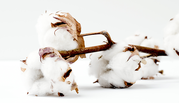 Cotton