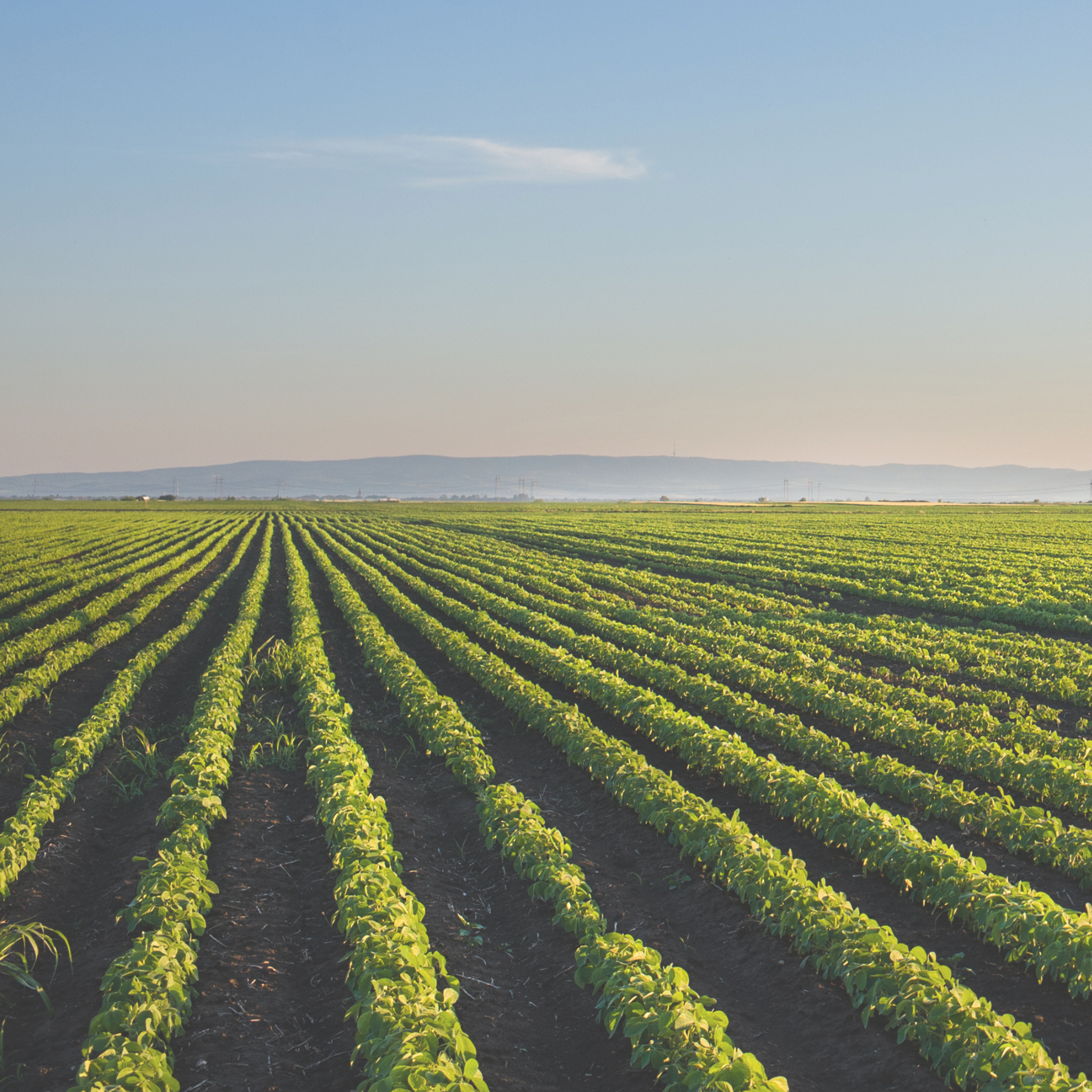 crops