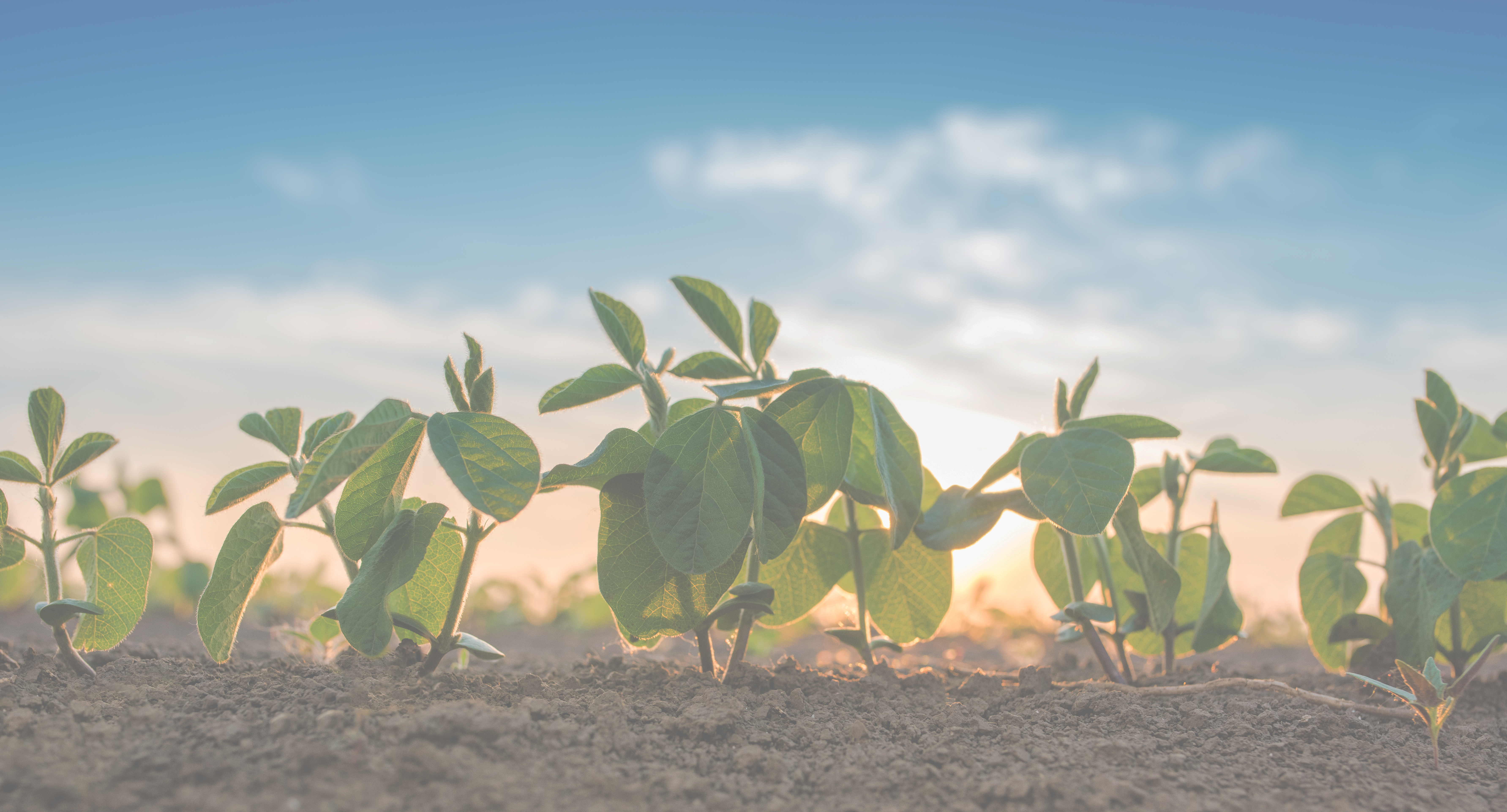 carbon plants