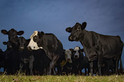 A herd of cows on a farm 