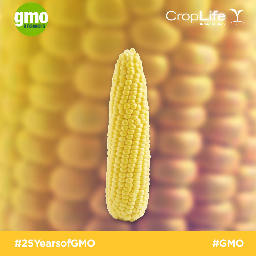 Corn 