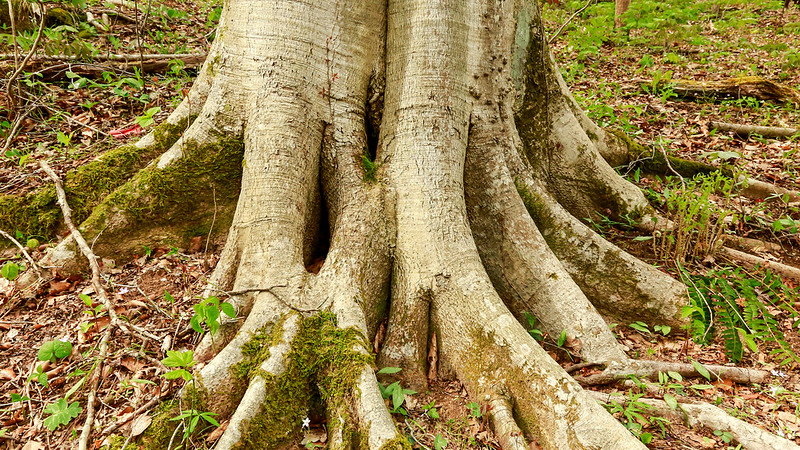 roots Trees Alone Can’t Solve Our Climate Issues