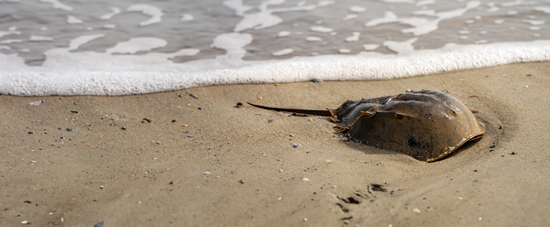 The Horseshoe Crab Saved Us. Can We Save the Horseshoe Crab?