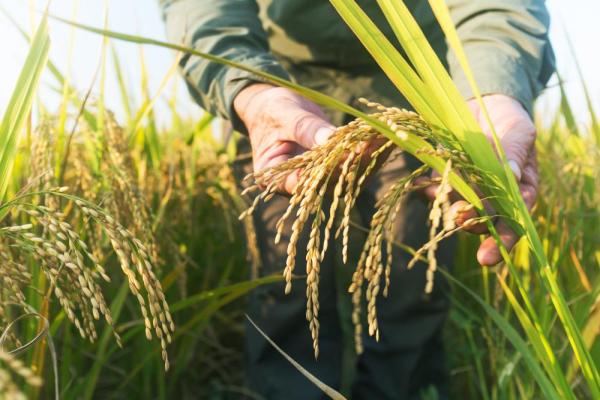 Biotech Crops Are Driving Global Solutions to Climate Change