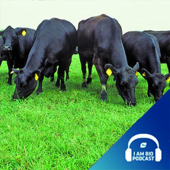 IamBIO-Epd-16-Herd-Immunity