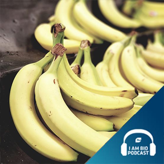 Picture of bananas