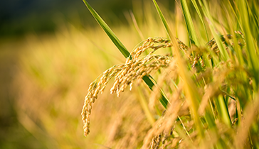 Wheat