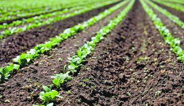 row of crops