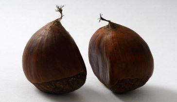 Two chestnuts