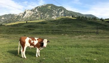 Dairy cow in a field