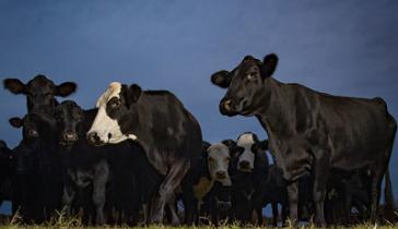 A herd of cows on a farm