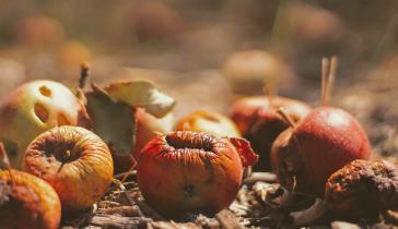 food waste and biotech