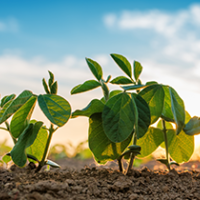 This Major Breakthrough Could Help Improve Global Food Supply