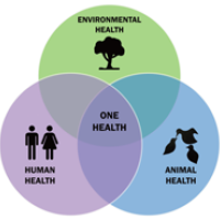 Stopping Outbreaks Through One Health
