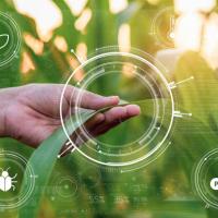 Scanning plants