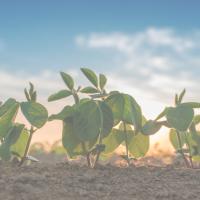 carbon plants