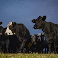 A herd of cows on a farm 