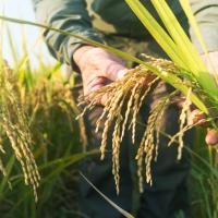 Biotech Crops Are Driving Global Solutions to Climate Change 