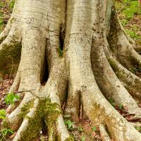 roots Trees Alone Can’t Solve Our Climate Issues
