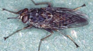adult tsetse fly