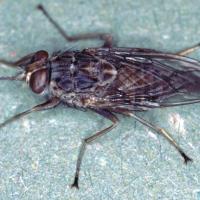 adult tsetse fly