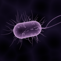 Bacteria
